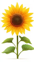 Naklejka premium Vibrant Yellow Sunflower with Green Leaves on White Background