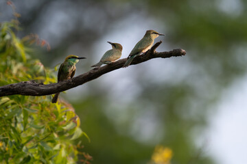 A trio of vibrant Green bee eater birds sitting gracefully on a dry branch against a soft, blurred background of green foliage and sky.