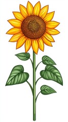 Naklejka premium Vibrant Yellow Sunflower with Green Leaves on White Background