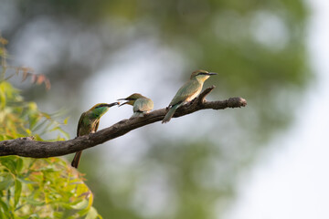 A trio Green bee eater birds perched on a tree branch, with one mother bird feeding an insect to baby one with soft, lush green natural background.