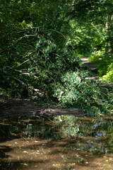 A fallen tree blocks a forest trail, reflected in a muddy puddle after rain on Merimetsa trail in Tallinn. Obstacle, detour, natural disasters, or wilderness in outdoor and environmental concept.