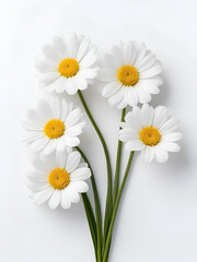Fototapeta premium Three white flowers against white background