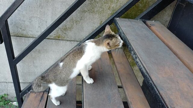 The cat has a sore leg and is limping trying to climb the stairs