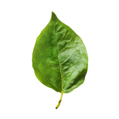 Fototapeta premium Close-up of a vibrant green leaf, sharply focused, with visible veins