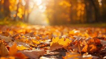 Colorful foliage in the park. Falling leaves natural background .Autumn season concept. Abstract autumn background