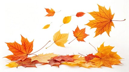 Obraz premium Autumn maple leaves falling and scattered on a white background