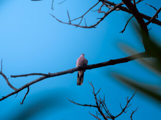 Loney dove on a tree