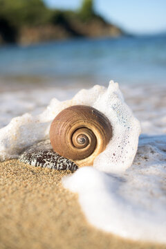 Close-up of a the ocean surf breaking around a Seashell on a sandy beach