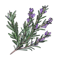 Hand-drawn painting of a rosemary branch with purple flower. Trendy abstract minimal style. Natural fresh. Vector illustration isolated on white background, vector illustration, Eps format