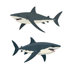 shark vector illustration