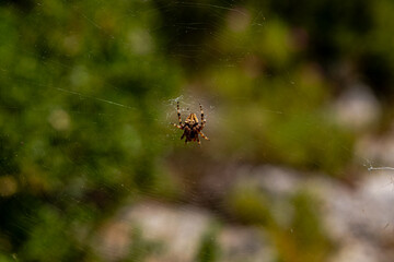 European Garden Spider on Web in Natural Habitat