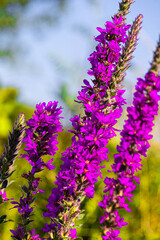 Obraz premium Clustered purple flowers with velvety petals stretch toward the sun. Their tall spires rise from green foliage, framed by a serene blue sky that amplifies their vivid beauty