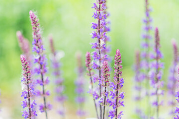 Close-up of blooming lavender flowers, vibrant purple petals, stamen-like structures, soft bokeh background, late afternoonearly evening lighting, naturalistic style, tranquility, botanical beauty