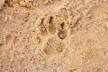 Close-up image of a wet paw print in sandy, brown texture, with no additional context or background