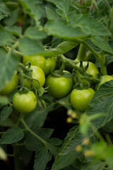 Cluster of green tomatoes hanging on bush Vertical