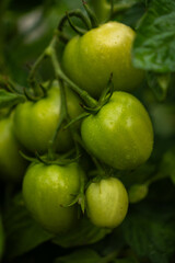 Unripe tomatoes growing on vine vertical