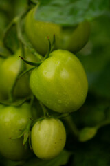Macro shot of green tomatoes on bush vertical