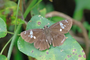 【ダイミョウセセリ】