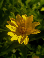 yellow flower of green grass