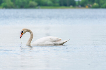 Graceful white Swan swimming in the lake, swans in the wild. Portrait of a white swan swimming on a lake.