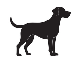 Black Labrador Retriever dog isolated on a white background