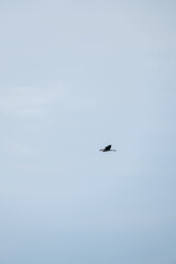 Bird flying in overcast sky with minimal composition Vertical