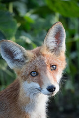 Obraz premium Young red fox (Vulpes vulpes) close-up. Juvenile fox cub in green leaves, summer evening, soft natural light, wildlife photography.
