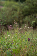 Wildflowers and grass in summer meadow close-up Vertical