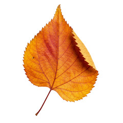 Fototapeta premium Single autumn leaf with warm colors and crisp texture, isolated on white/transparent background—perfect for elegant seasonal poster and product designs.