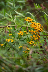 Yellow wildflowers blooming in dense green vegetation vertical