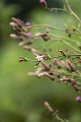 Blurred wild thistle buds on green background vertical