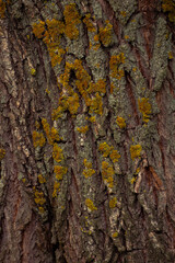 Close-up of tree bark with yellow lichen in soft daylight
