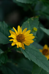 Single yellow daisy flower among green leaves