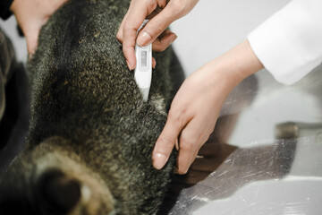 Veterinarian Checking Cat's Temperature with Digital Thermometer