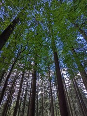 Obraz premium black forest trees