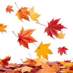 Obraz premium Vibrant red and yellow autumn tree leaves gently falling.