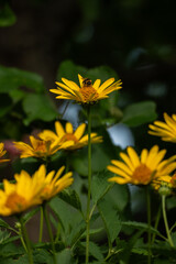 Vertical view of vivid yellow summer flowers in bloom