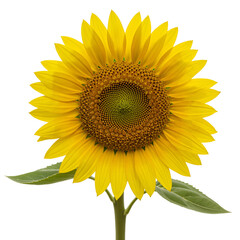 Obraz premium Vibrant yellow sunflower with green leaves against white background 