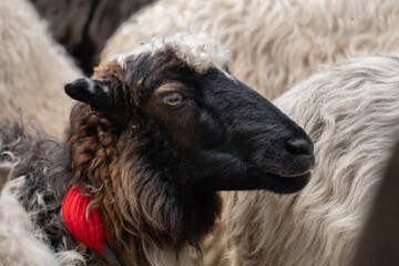 close up of a sheep