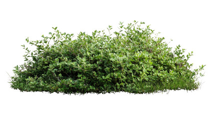 Obraz premium Green grass and leafy bush vegetation with natural foliage transparent background PNG isolated on white background