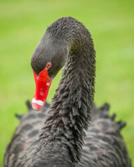 A portrait of a black swan (Cygnus atratus)