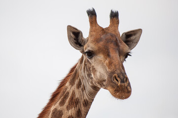 A closeup portrait of a giraffe's (Giraffa camelopardalis) head