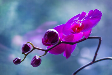 Maroon orchid branch on a beautiful background