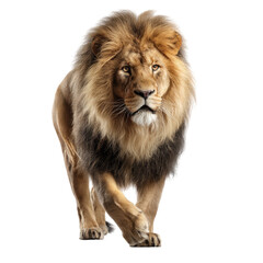 Fototapeta premium Powerful lion striding forward