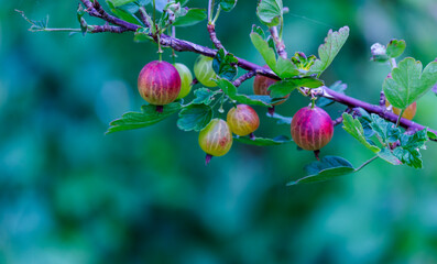 Red gooseberry berries grow on branch in garden, sunny summer background, banner