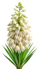 Obraz premium Detailed close up shot of a beautiful yucca flower on white background