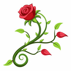 red rose on white background