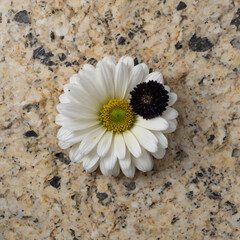 daisy on the stone