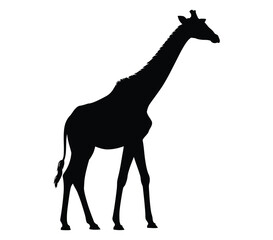  Black Silhouette of Standing Giraffe with Extended Neck in Side View — Symbol of Height, Grace, Wildlife, and African Savannah Serenity