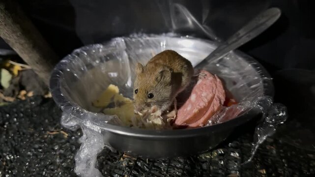 Mice run into the tent of the Ukrainian military and sometimes we treat them to sausage. although in general they are very difficult to live in the field